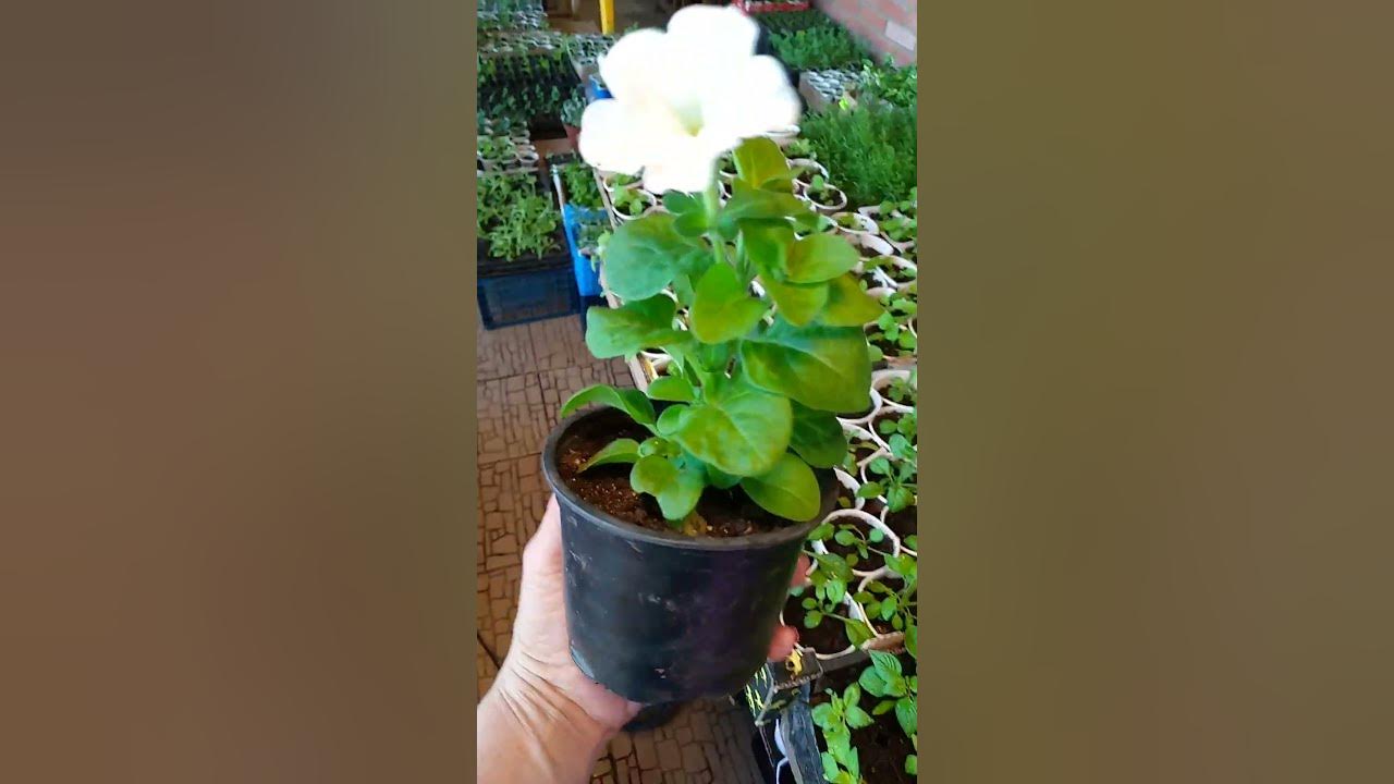 Петуния Водопадия - YouTube