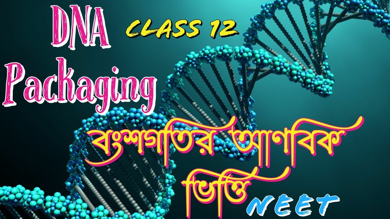 Class 12/DNA Packaging/MOLECULAR BASIS OF INHERITANCE(বংশগতির আণবিক ভিত্তি)L4NEET BIOLOGY