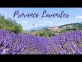 Lavender Fields of Provence, France | Sault