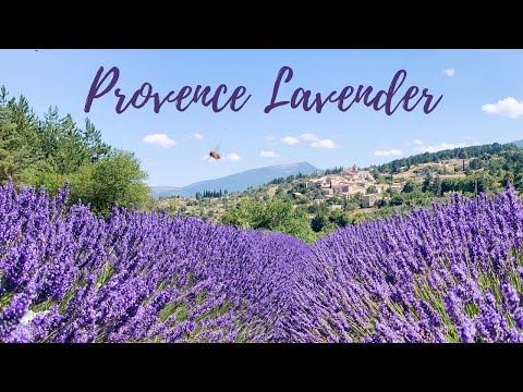 Lavender Fields of Provence, France | Sault