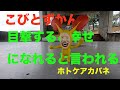 目撃すると幸せになる【ホトケアカバネ】【こびとづかん】を見つけた