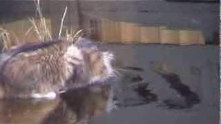 Maine Coon Buster in the pond. by Christian Koksvik 330 views 10 years ago 2 minutes, 14 seconds