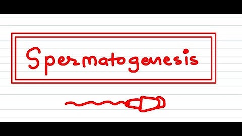 SPERMATOGENESIS made easy
