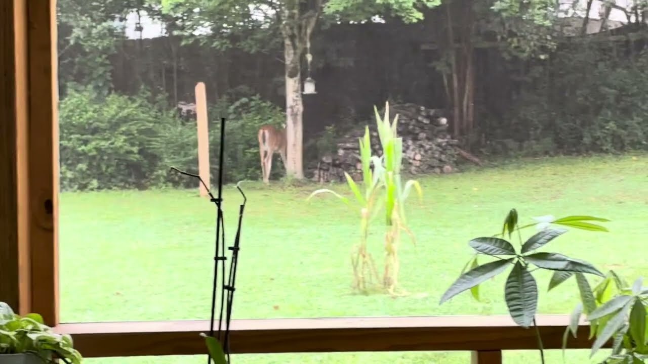 A rare sighting in our back yard…as I listen to Paul Wilbur's Messianic music.