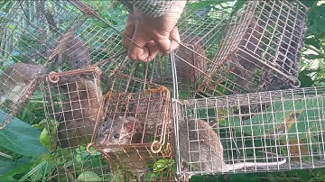 Thử. Đặt chuột  ở luồng cũ. Và sau cơn mưa tầm tả (tập 2)