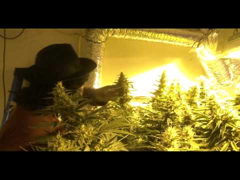 (Update) The Blue Goo is coming