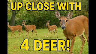 Celebrity 4 Deer Walking Up Close in Tennessee | Amazing Wildlife Footage Net Worth