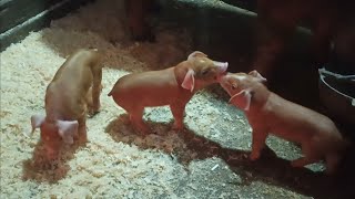 видео: КАНТОР!!! Мои первые впечатления о гибриде Дюрок/Пьетрен! #кантор #пьетрен #дюрок_пьетрен #лпх #уфа картинка: КАНТОР!!! Мои первые впечатления о гибриде Дюрок/Пьетрен! #кантор #пьетрен #дюрок_пьетрен #лпх #уфа