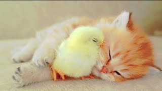 Anak ayam tidur dengan kucing 😊