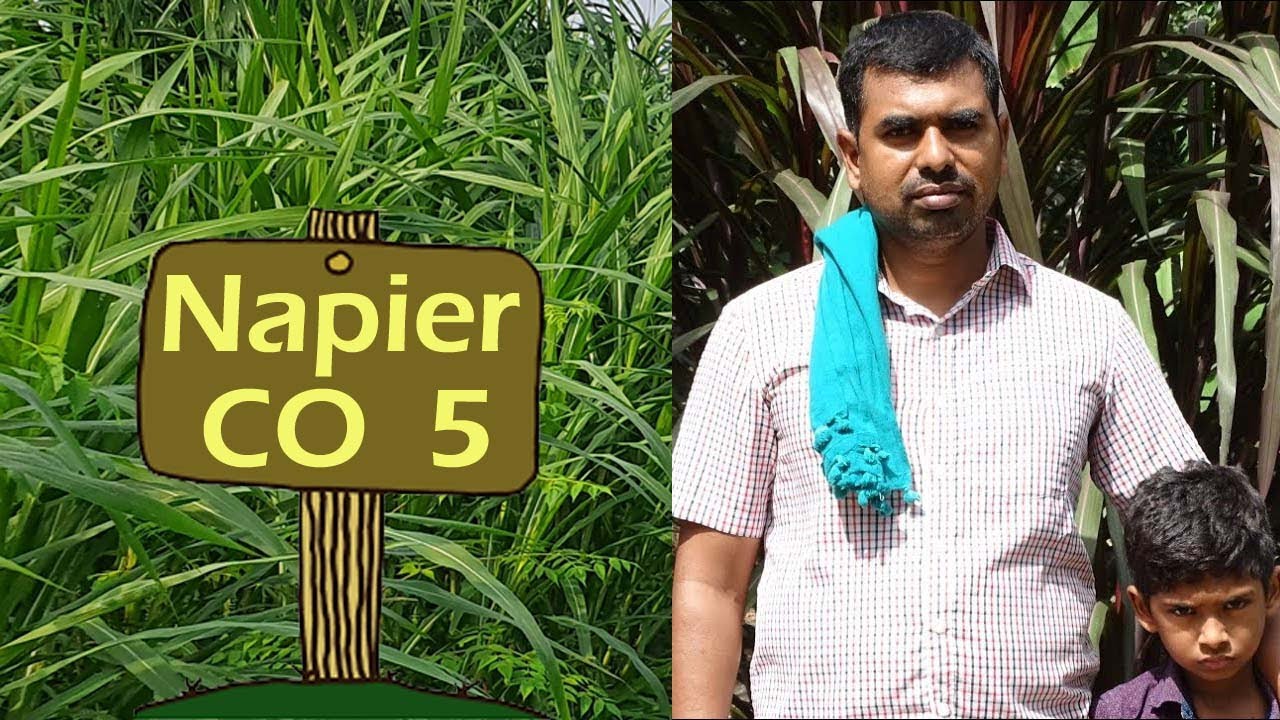 Co5 Grass Cultivation | மாட்டு தீவன மேலாண்மை கோ-5  தீவன விதைகள் |தீவன புல் | கரனை