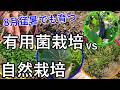 8月 今続々と育つ野菜たち｜有用菌栽培vs自然栽培