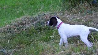 Avarage day of an English Pointer puppy - playing, exploring and training by Pointer Power 541 views 10 years ago 3 minutes, 57 seconds