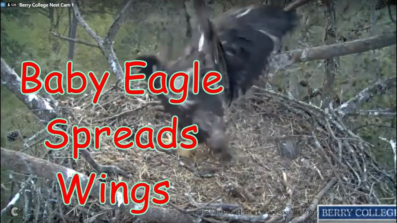 Berry College Eagle Update 4-14-2018 Baby Eagle Spreads Wings