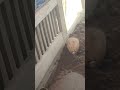 new shapes making of colorful grains #viral #cementart #asmr #satisfying #sandmentcrushing #cement