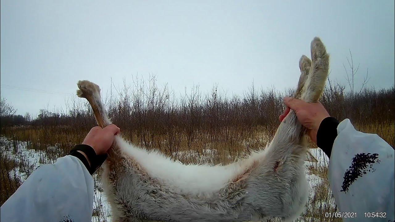 охота на зайца - лучшие моменты. охотник в kingdom come. кингдом кам места охоты.