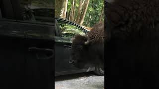 Bison big beast #shorts video