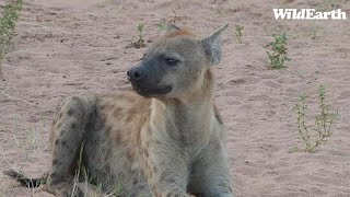 WildEarth - Sunset Safari - 31 January 2024