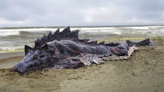 Man Finds Weird-Looking Creature On Beach, Experts Turn Pale After Knowing What It Is by I Heart Animals 583 views 3 weeks ago 10 minutes, 5 seconds