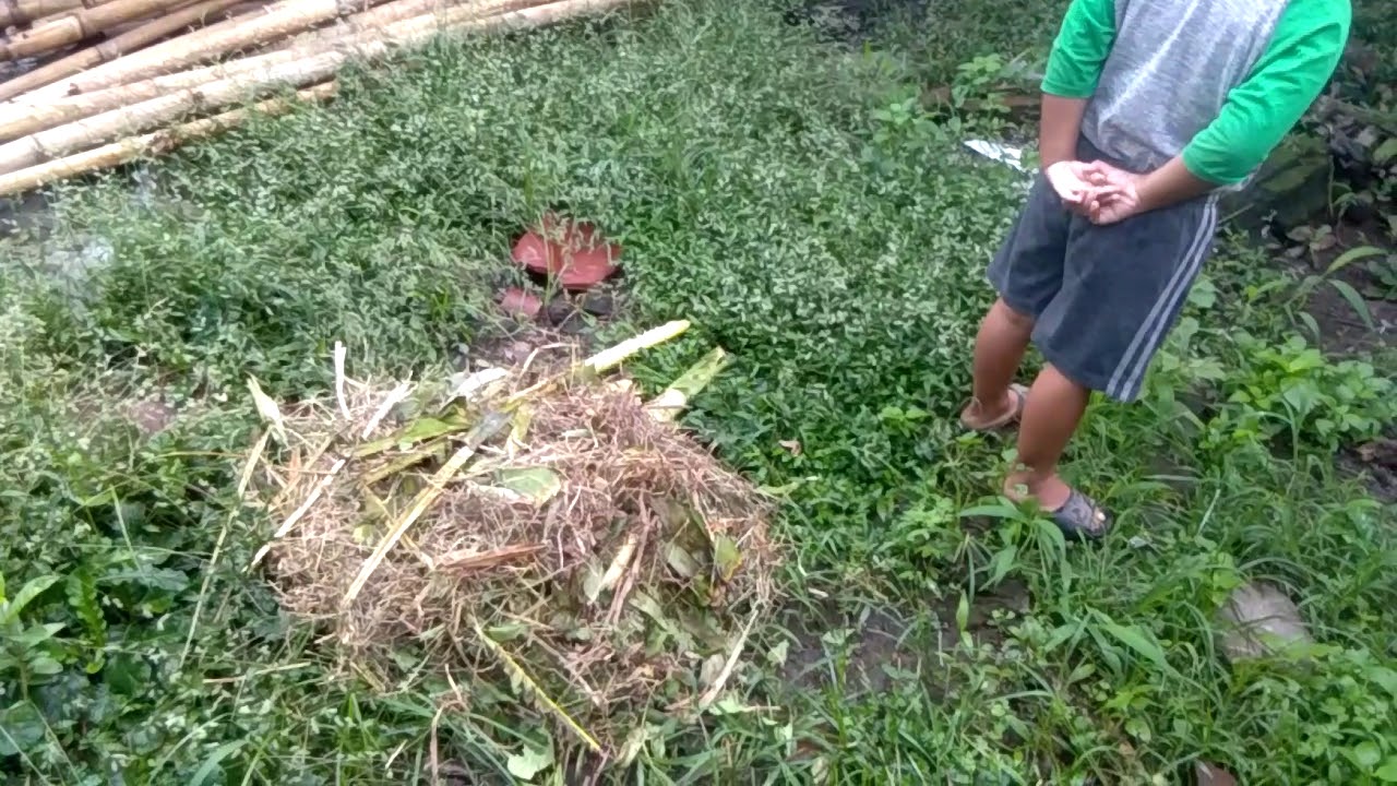 Memberikan Pakan Ternak Marmut Dengan Tanaman Sangitan Dan Campuran