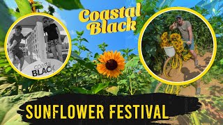COASTAL BLACK SUNFLOWER FEST - BEST OF 25