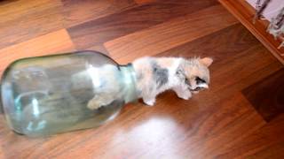 cat in jar by Mi-mi-mi TV 174 views 4 years ago 49 seconds