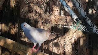 Laughing Dove and High Flyer Pigeon hybrid male.