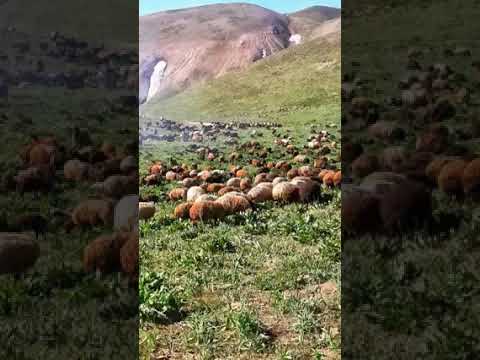 Paşa Dayı Koyun Havası Kaval Bingöl Dağlarında Ağzına Sağlık