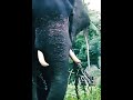 Let's go head don't late brother s, elephant guardians, Let's save the nature and animals