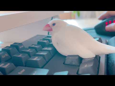 キーボードに溶けてる文鳥さん