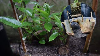 CARA STEK BATANG BAHAN BONSAI LOA