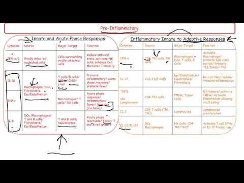 Cytokines by Function