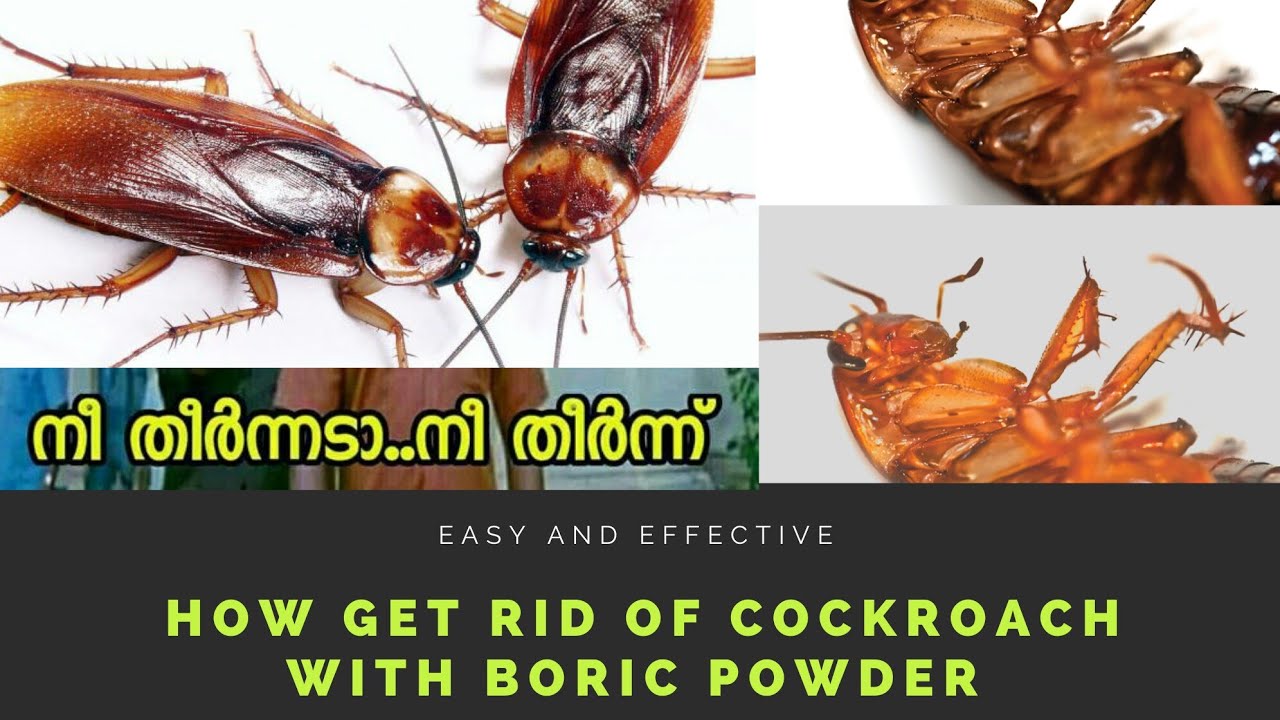 how to use boric acid to kill roaches youtube