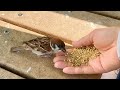 【ご報告】古参ちゃんが最後のお別れをしに来ました【The sparrow came to say goodbye】