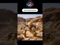 Alakazam in Real Life Looked Powerful