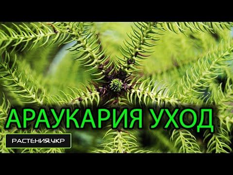 Видео: Araucaria (54 снимки): домашни грижи, описание на видовете Araucaria Heterophylla и чилийски, пъстри и Bidvilla