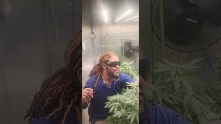 11 days in to flower