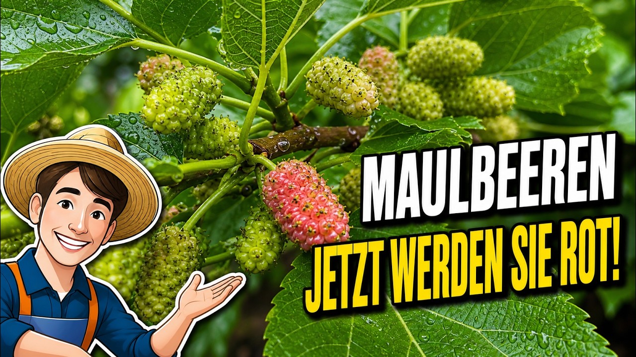 Maulbeeren – Der Beitrag zwischen dem Regen 02.06.2024
