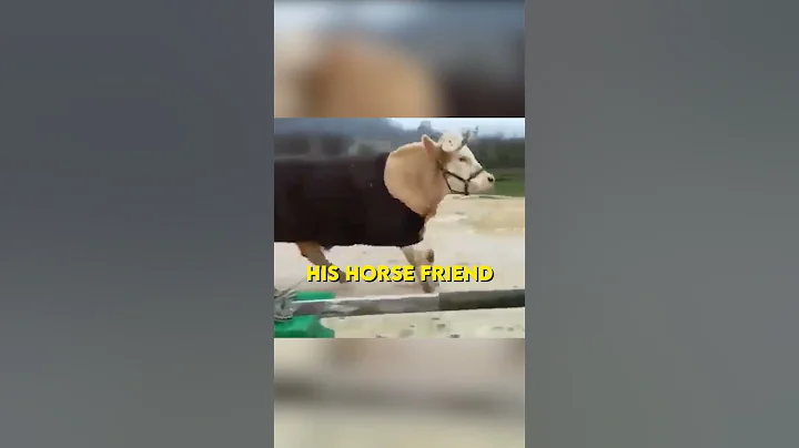 This Cow thinks it's a showjumping Horse 🤣