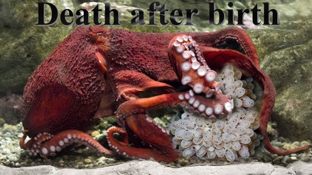 How A Female Octopus Gives Birth Deep Look YouTube
