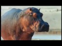 Hippos assert control - BBC wildlife