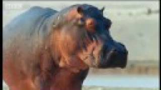Hippos assert control - BBC wildlife
