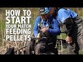 Pellet Fishing Masterclass - Jamie Hughes - Weston Pools