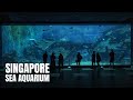 Sea aquarium singapore walking tour 2022 4kr