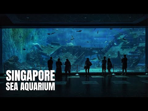 Singapore Aquarium Camping