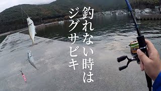 ジグサビキがむっちゃ楽しかった【ショアジギング】
