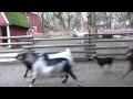 Goat Stampede