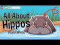 Hippo Facts and Conservation