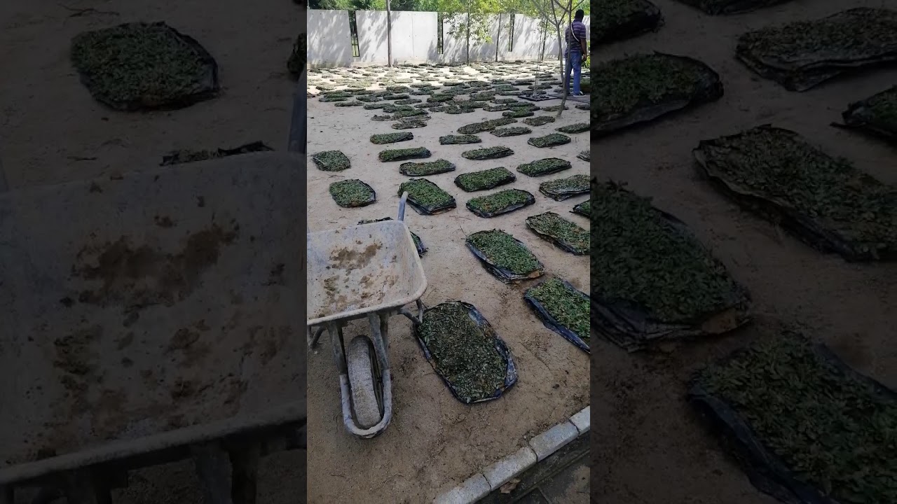 Cara menanam rumput mutiara part 2 