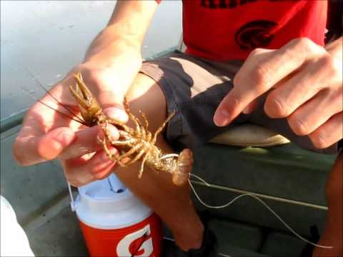 How to Hook a Crawdad/ Crawfish for Catfish and Bass 