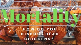 Installing A Poultry Incinerator To Manage Poultry Mortality